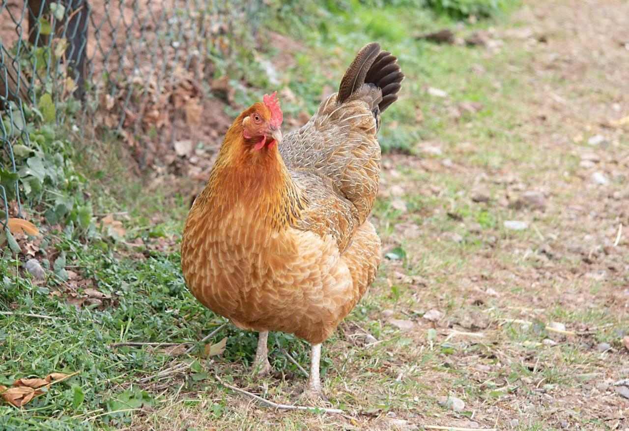 Ferienwohnung Roderath Nettersheim Zewnętrze zdjęcie